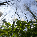 _MG_1113Buschwindroeschen (Anemone nemorosa), Wood anemone