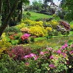Leonardslee Gardens, West Sussex, UK | Kaleidoscopic colors of flowering azaleas near lake (17 of 19)