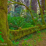 Among The Redwoods