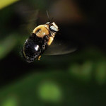 Brown-belted bumblebee, hovering