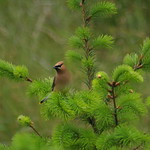 CEDAR WAXWING
