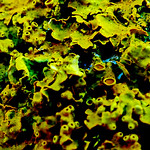 Never Look Too Close