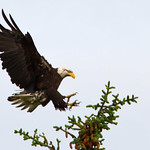 IMG_9947 Bald Eagle Landing