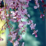 sakura Cherry blossom