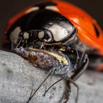 Ladybird lunch time