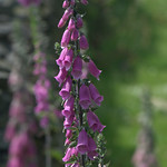 Foxgloves
