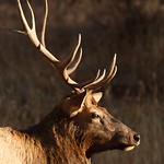 Elk Portrait