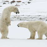 Ma'am, may I have this dance?