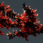 Flame of the Forrest