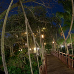 Swiss Family Robinson Treehouse at night