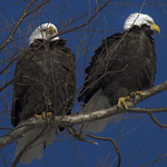 Two eagles
