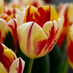 tulips 996