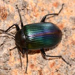 Rainbow beetle