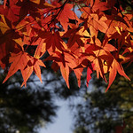 Flaming Leaves