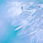 Spring rains are making me blue