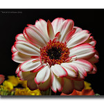 Gerbera Resplendent