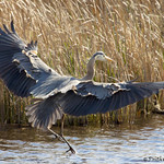 Dancing Heron!