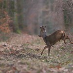 Jumping en for&ecirc;t