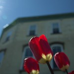 Stratford Ontario ~ Canada ~ Glowing Tulips with the Sun Ray
