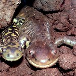Salamander update