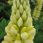 Pale yellow Lupin
