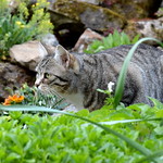 Cleo auf der Lauer :)