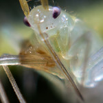 Micro punaise de face (x48~x72) [Explore]