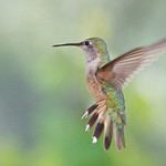 Humming Bird