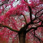 The Weeping Cherry