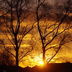 bright behind the trees