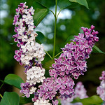 Lilac beauty