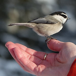 Mountain Chickadee on Donna's hand