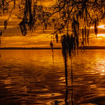Spanish Moss Rejoicing the Sunrise