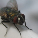 Standing Fly