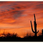 Sonoran Desert Sunset