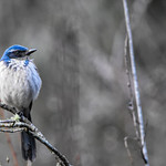 Western Scrub-Jay