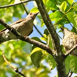 Sabi&aacute;-branca ou Sabi&aacute;-do-barranco (Turdus leucomelas) - Pale-breasted Thrush