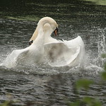 Mount Pleasant Hols 098