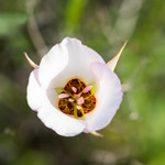 Interior view, Mariposa lily
