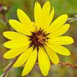 &ldquo;The earth laughs in flowers.&rdquo;