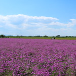 purple field