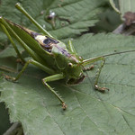 What kind of smart look