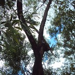 Tree trunks intertwined