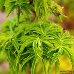 Acer palmatum 'Shishigashira'