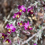 Range Ratany by Chelise Simmons