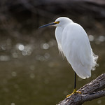 Lone Egret