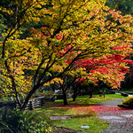 "Autumn Colors" Ladder Creek Falls and Gardens