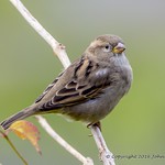 House Sparrow ( Hen ) 09/10/16