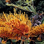 Grevillea robusta.