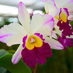 orchid